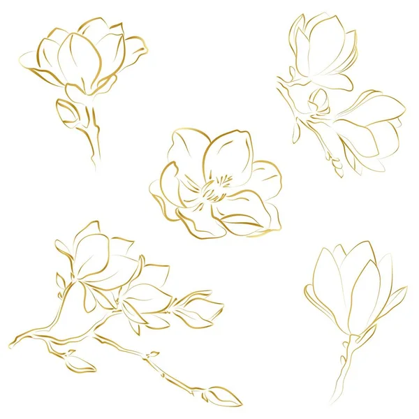 Esbozo Elegante Flores Magnolia Ilustración Vectorial — Archivo Imágenes Vectoriales