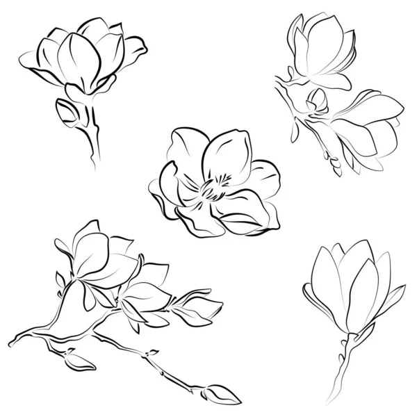 Esbozo Elegante Flores Magnolia Ilustración Vectorial — Archivo Imágenes Vectoriales