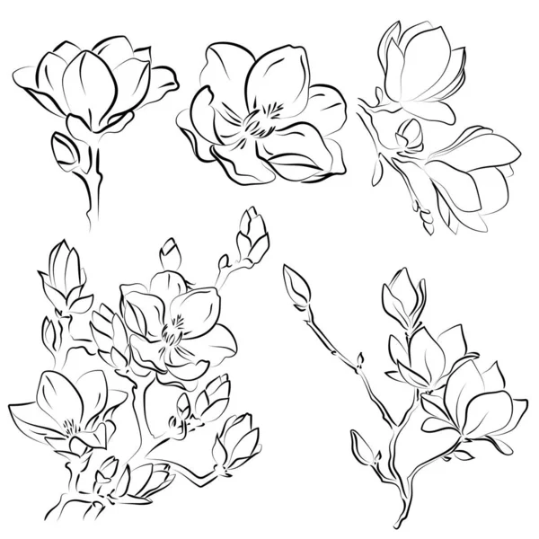 Esbozo Elegante Flores Magnolia Ilustración Vectorial — Archivo Imágenes Vectoriales