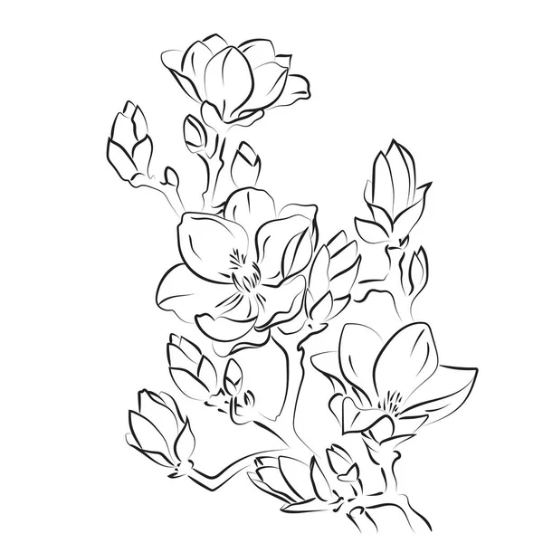 Elegancki Zarys Szkicowania Kwiatów Magnolii Ilustracja Wektora — Wektor stockowy