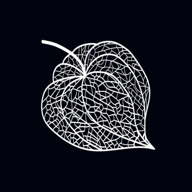 Physalis meyvesinin taslağı. Vektör illüstrasyonu.