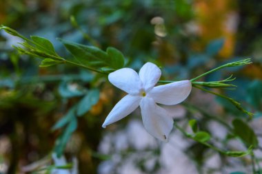 Exotic flower in the garden, Cyprus