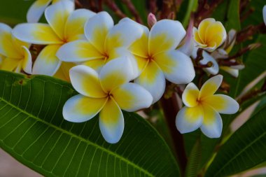 Exotic flower in the garden, Cyprus