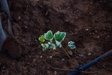 Exotic flower in the garden, Cyprus