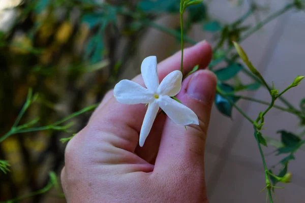 塞浦路斯花园中的异国花 — 图库照片