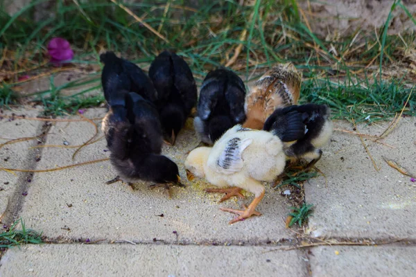 Mignon Petit Poulet Dans Jardin — Photo