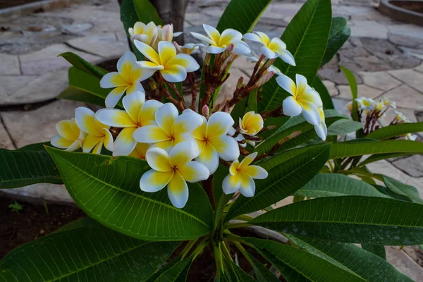 Exotic Flower Garden Cyprus — Stock Photo, Image