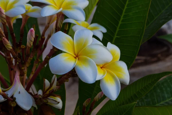 Egzotyczne Kwiaty Ogrodzie Cypr — Zdjęcie stockowe