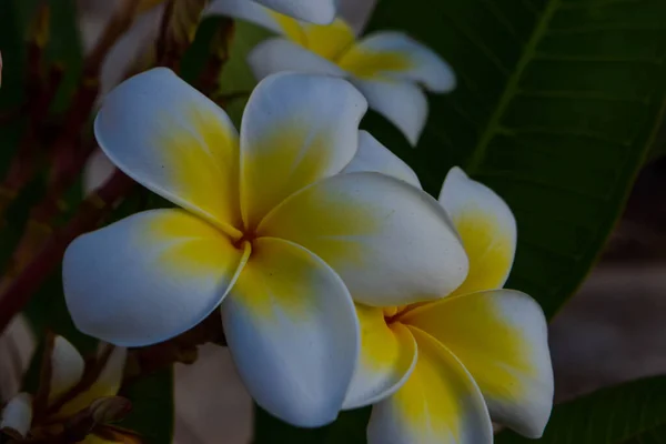 Exotische Blume Garten Zypern — Stockfoto