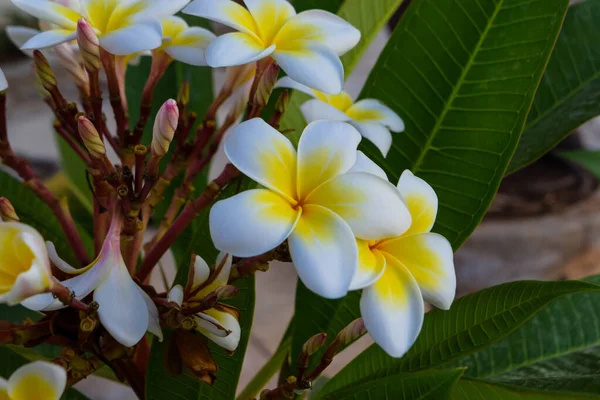 Exotische Blume Garten Zypern — Stockfoto