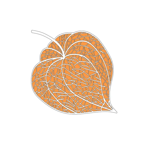 Handritad Kontur Physalis Frukt Vektor Bakgrund Illustration — Stock vektor