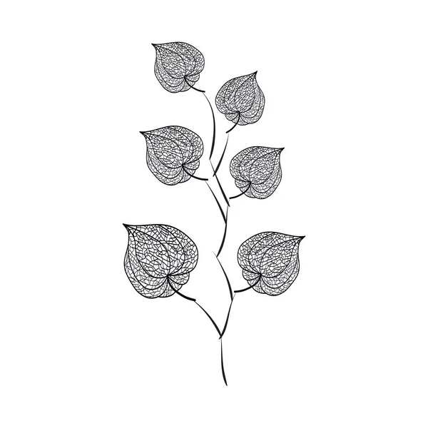 Disegnato Mano Del Ramo Outline Physalis Illustrazione Dello Sfondo Vettoriale — Vettoriale Stock