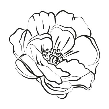 Şakayık çiçeklerinin zarif taslağı, vektör illüstrasyonu.