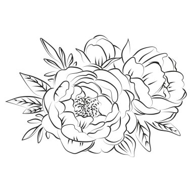 Şakayık çiçeklerinin zarif taslağı, vektör illüstrasyonu.