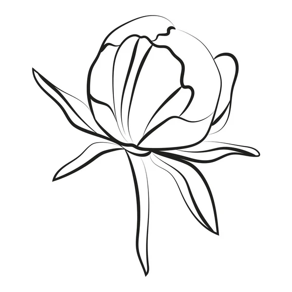 Elegant Outline Sketching Peony Flowers Vector Illustration — Stockvector