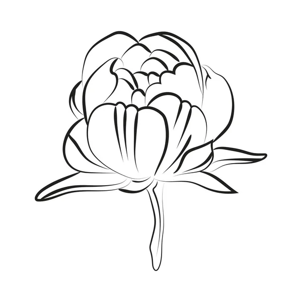 牡丹の花のエレガントなアウトラインスケッチ ベクトルイラスト — ストックベクタ
