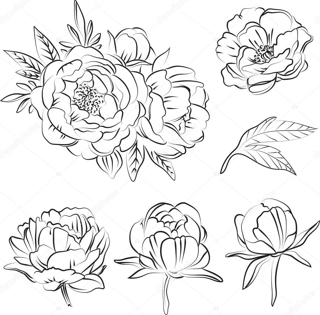 Elegant outline sketching of peony flowers, vector illustration.