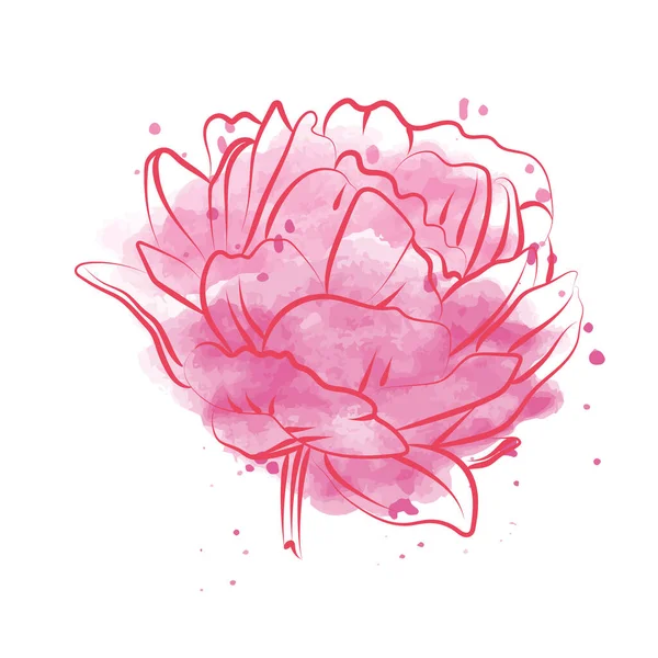 Elegant Outline Sketching Peony Flowers Vector Illustration — Stock Vector