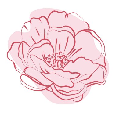 Şakayık çiçeklerinin zarif taslağı, vektör illüstrasyonu