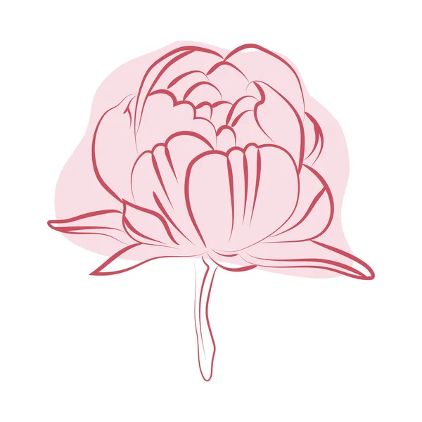 牡丹の花のエレガントなアウトラインのスケッチ ベクトルイラスト — ストックベクタ