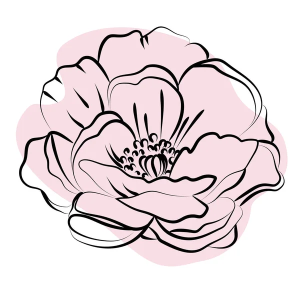 Elegant Outline Sketching Peony Flowers Vector Illustration — Stock Vector