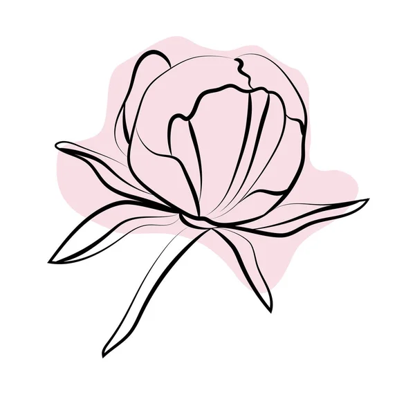 Esquisse Élégante Contour Des Fleurs Pivoine Illustration Vectorielle — Image vectorielle