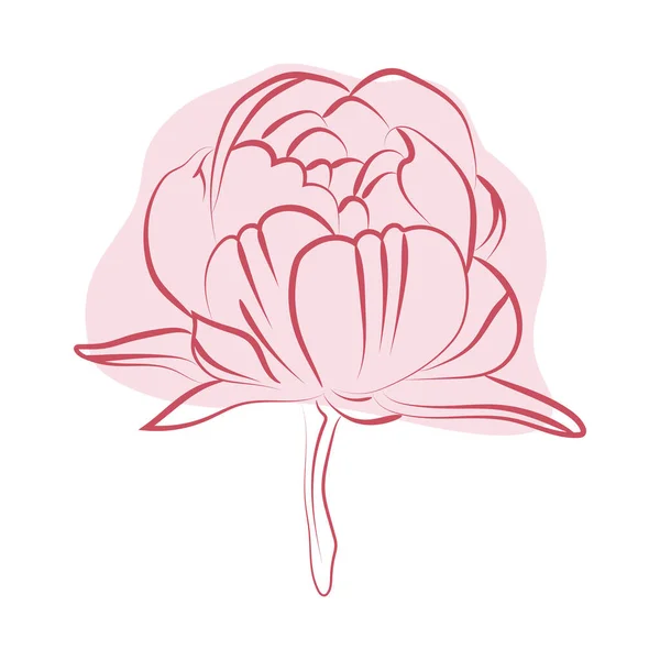 Elegant Outline Sketching Peony Flowers Vector Illustration — Stock Vector