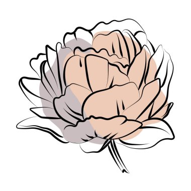 Şakayık çiçeklerinin zarif taslağı, vektör illüstrasyonu