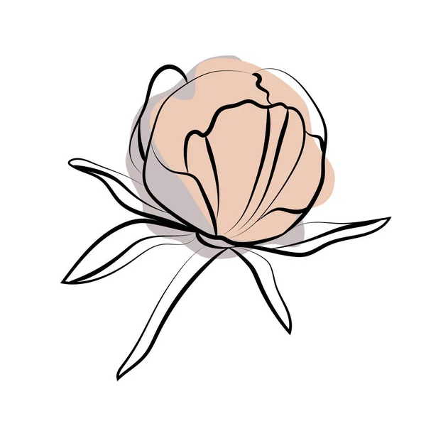 Elegantní Náčrt Pivoňských Květin Vektorová Ilustrace — Stockový vektor