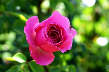 pembe gül yaz bahçesinde çiçek