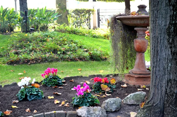 Cyclamens flowering in a park in Italy — Stock Photo, Image