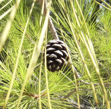 Koni. Kuzey Kıbrıs Türk Cumhuriyeti