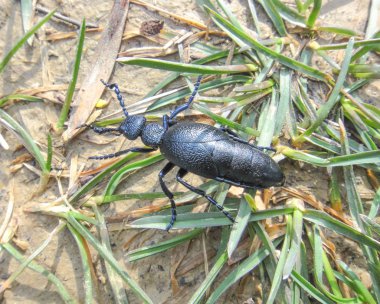 Ormandaki Meloe hata