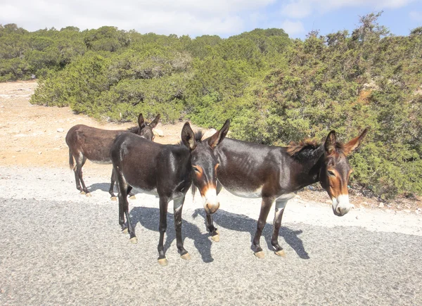 Three donkeys friends — Stock Photo, Image