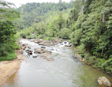 Sinharaja orman Asya