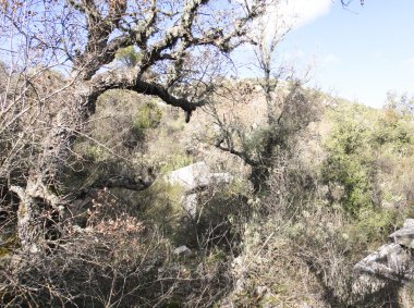 Termessos kalıntıları
