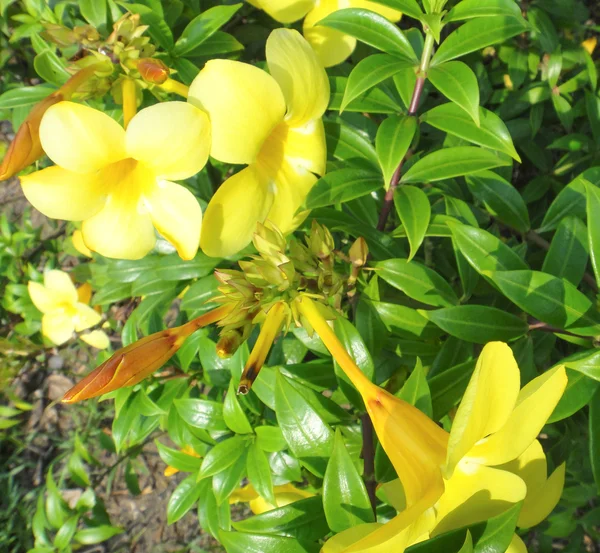 Panamese gele bloemen — Stockfoto