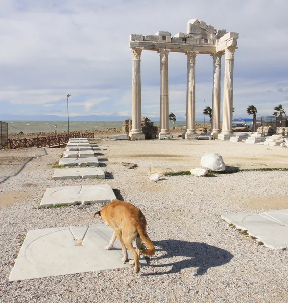 Türkiye'de yan Apollo Tapınağı — Stok fotoğraf