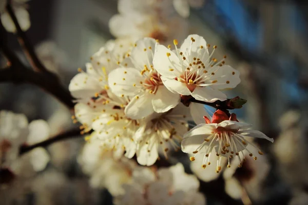 Spring flowers of apricot — Stock Photo, Image