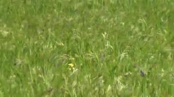 Campo vasto di onde di grano di miglio verdi su vento — Video Stock