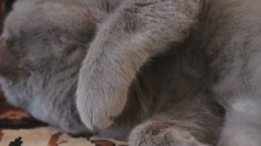 Britanya ile ilgili stenografi kedi tatlı rüyalar