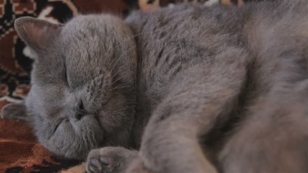 Britânico gato Shorthair mentira no sofá — Vídeo de Stock