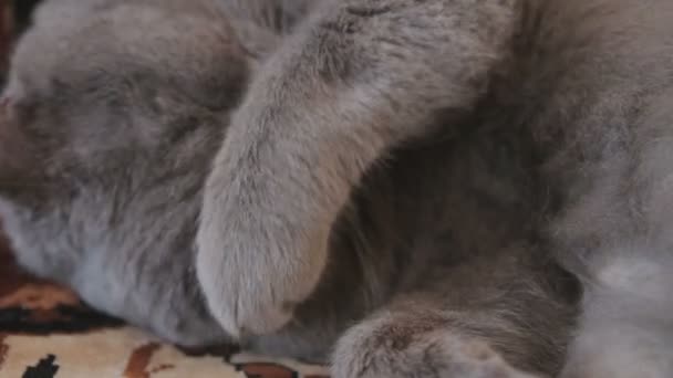 Dolci sogni di gatto britannico Shorthair — Video Stock