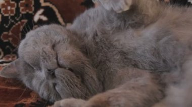 Oyun ile tembel Britanya ile ilgili stenografi kedi