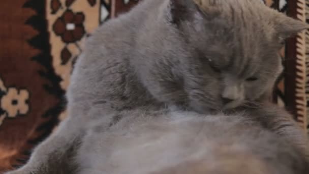 Mytí britská krátkosrstá kočka — Stock video
