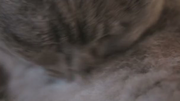 洗英国短毛猫 — 图库视频影像