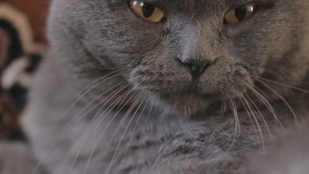 Washing British shorthair cat — Stock Video