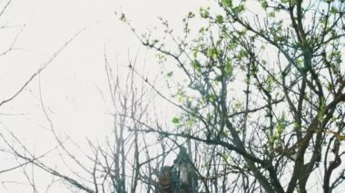 Ağaç sonra Yıldırım