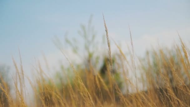 Erba secca sul prato. Bella primavera — Video Stock