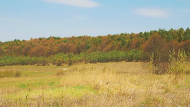 Táj panoráma. Kilátás nyílik az erdőre — Stock videók